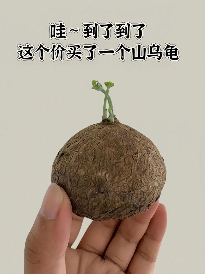 掘金宝是不是真能变现