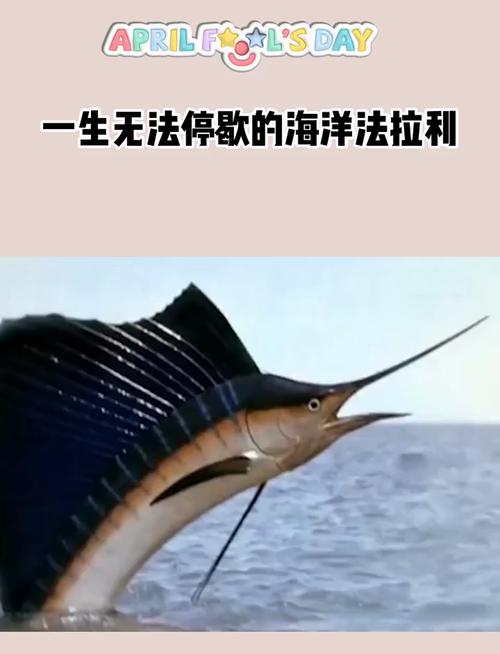 旗鱼游得有多快