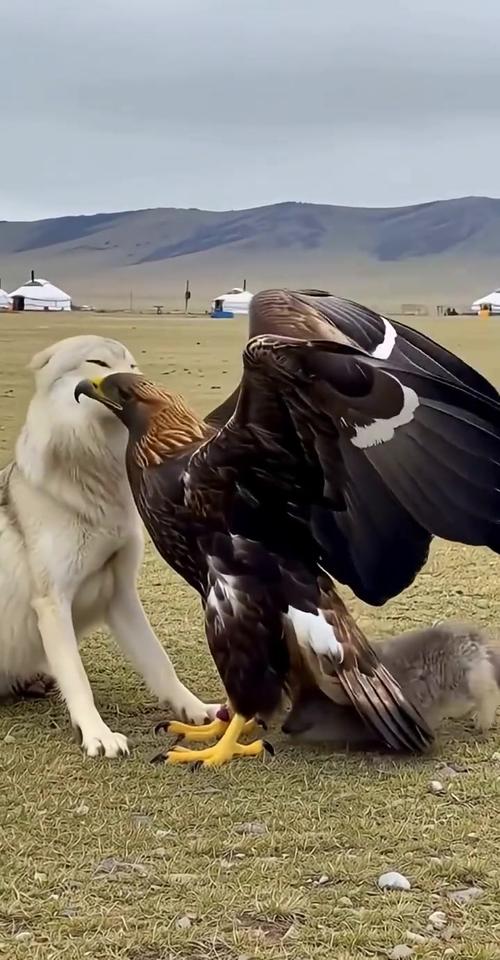 老鹰打的过狼吗